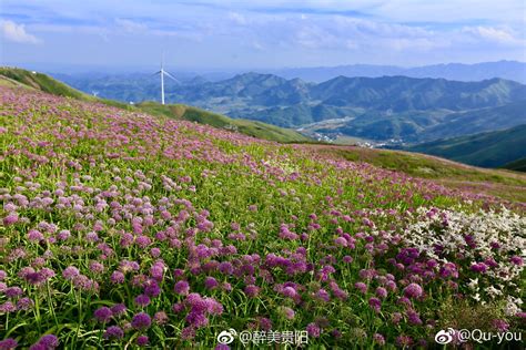 花五鳥|韭菜花里藏秋天